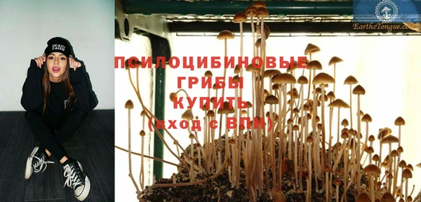 ПСИЛОЦИБИНОВЫЕ ГРИБЫ Горно-Алтайск